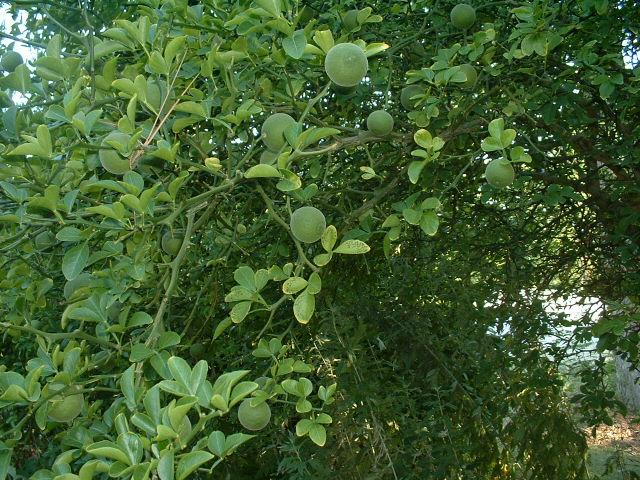 Poncirus trifoliata (seed)